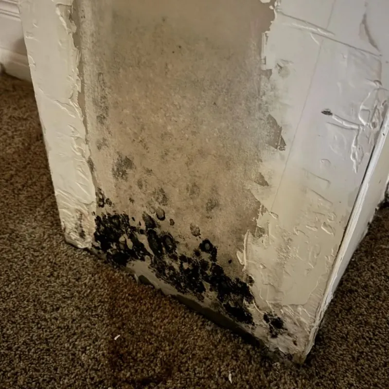 Professional Mold Removal in Marshall County, WV
